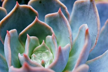 Macro succulent Cactus plant ,Echeveria elegans ,Rose Cabbage ,thick-leaved rosettes ,Echeveria...