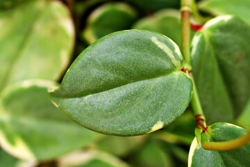 Closeup green foliage leaves Peperomia Scandens Serpens variegated ,Cupid peperomia ,Piper on a branch with heart shaped, Radiator plants ,nature leaf background ,tropical houseplant ,macro image