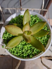 Small succulent cactus plant in white pot with colored stones