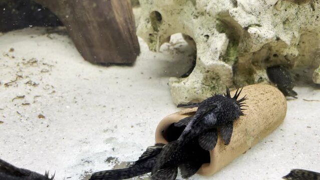 M&auml;nnliche Antennenwelse kl&auml;ren die Rangordnung an einer Laichh&ouml;le. Die m&auml;nnlichen Tiere k&uuml;mmern sich um die Brutpflege.