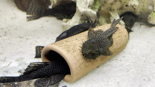 M&auml;nnliche Antennenwelse kl&auml;ren die Rangordnung an einer Laichh&ouml;le. Die m&auml;nnlichen Tiere k&uuml;mmern sich um die Brutpflege.