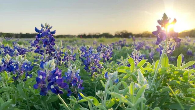 Blue Bonnets swaying in the wind on a warm Texas sunset background