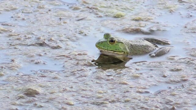 A bullfrog waiting patiently and moving slowly across the pond