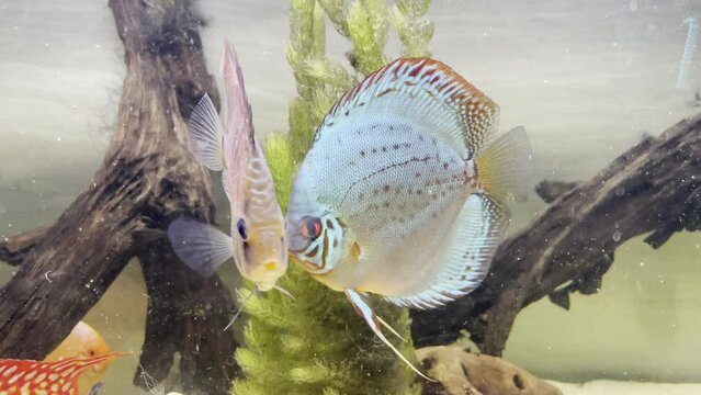 Kleine Diskusfische im Aquarium. Nicht ausgewachsene Diskus, Diskusfische.