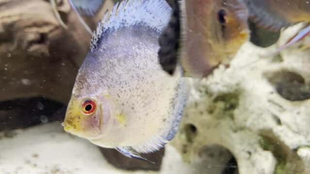 Kleine Diskusfische im Aquarium. Nicht ausgewachsene Diskus, Diskusfische.