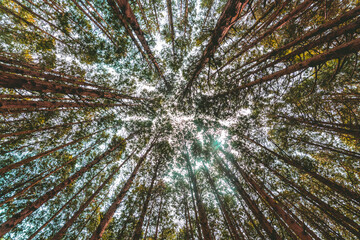 Obraz premium 삼나무