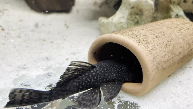 M&auml;nnliche Antennenwelse kl&auml;ren die Rangordnung an einer Laichh&ouml;le. Die m&auml;nnlichen Tiere k&uuml;mmern sich um die Brutpflege.