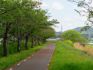 Fototapeta na wymiar 新緑の桜並木とサイクリングロード