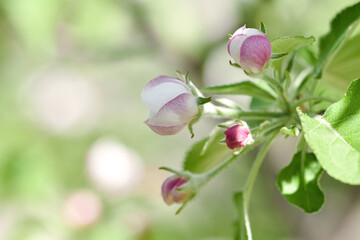 Blooming spring garden, blooming of fruit trees in spring time, beautiful inflorescences