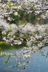cherry blossom in the spring