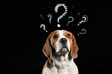 Funny Beagle dog and question marks on black background - obrazy, fototapety, plakaty