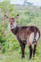 Naklejka na ściany i meble WaterBuck is a large antelope from Africa