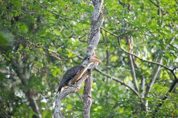 red billed hornbill,animal,nature,wildlife,forest