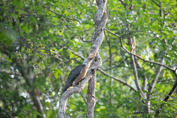 bird on a tree,animal,nature,asian,asia,wildlife,thailand,hornbill,