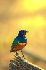 Superb Starling perched on a tree during sunset