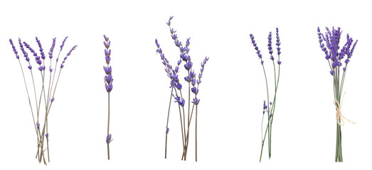 Beautiful lavender flowers on white background, top view