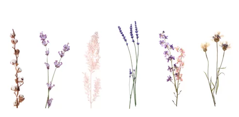 Fotobehang Set van gedroogde bloemen op witte achtergrond, bovenaanzicht © Pixel-Shot
