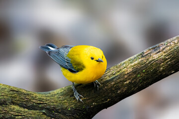 Prothonotary Warbler perched on a tree in Ohio