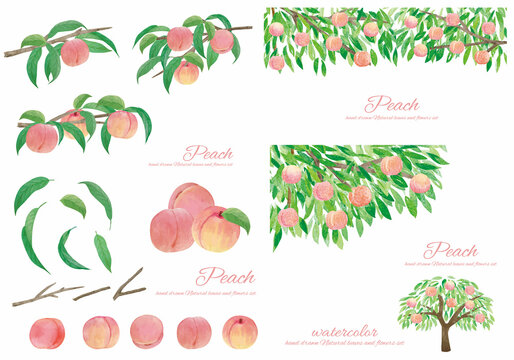 桃の手書きの水彩画素材セット