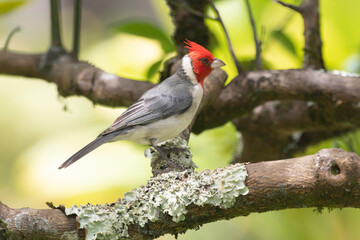 A Red Crested Cardinal in a tree
