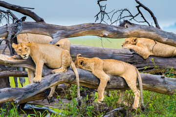 A pride of sleepy lion cubs on a tree
