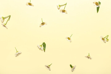 Many delicate flowers on color background