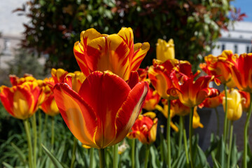 Tulips in full blossom located in a garden during Spring 
