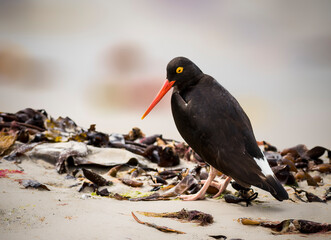 Magellanic Oystercatcher foraging for food near a beach