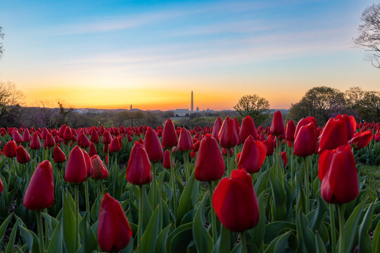 Tulips in full bloom during sunrise with the Washington DC skyline in the background