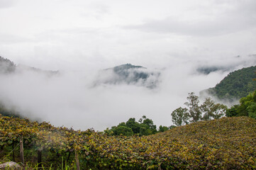 fog over the mountains in caxias do sul , brazil 
