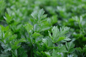 A closeup view of mugwort growing in garden for nature advertising