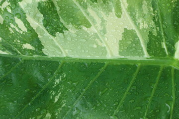 textures and patterns of Alocasia macrorrhizos , water drops on leaves, nature background.