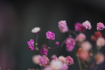 Fototapeta na wymiar close up of a pink flower
