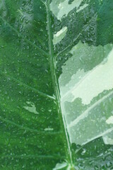 textures and patterns of Alocasia macrorrhizos , water drops on leaves, nature background.
