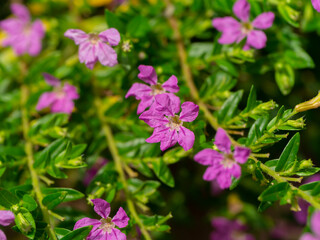 Close up False heather, Elfin herb flower.