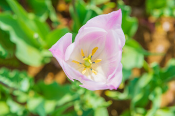 チューリップ　チューリップ畑　花　花畑　満開　ファンタジー