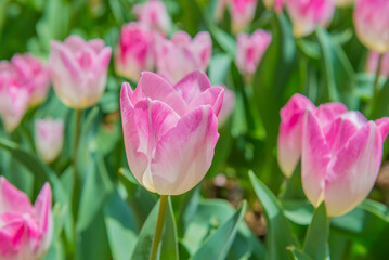 チューリップ　チューリップ畑　花　花畑　満開　ファンタジー