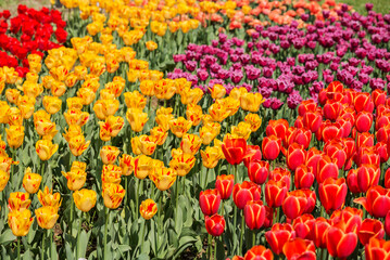 チューリップ　チューリップ畑　花　花畑　満開　ファンタジー