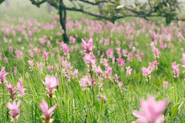 Field of Siam Tulips in the morning mist at Chaiyaphum, Thailand