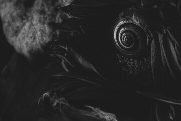 snail spiral black and white background