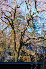 秋田県　角館の桜　武家屋敷通り