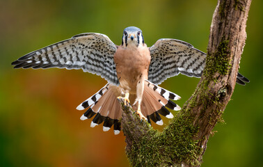 American Kestrel perched on a tree during fall - obrazy, fototapety, plakaty