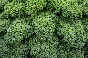 Curly green kale growing in a winter garden, nutritious greens for a healthy lifestyle
