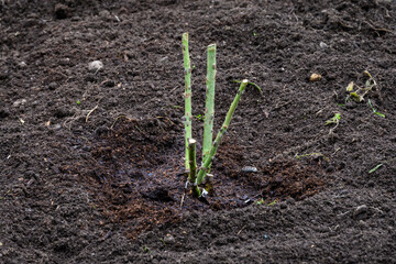 Freshly planted bareroot rose bush in newly cleaned garden bed
