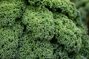Curly green kale growing in a winter garden, nutritious greens for a healthy lifestyle
