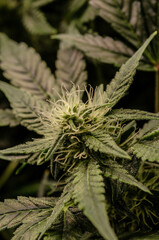 weed. cannabis indoor flowering
