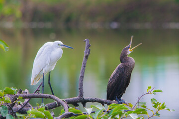 water birds