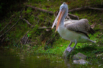 pelican on a rock