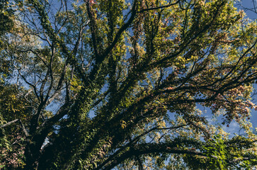 tree in abandoned fabric to argentina