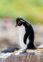 Fototapeta premium Rockhopper Penguin perched on a rock in Falklan Islands